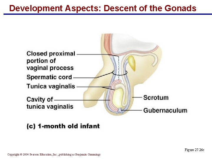 Development Aspects: Descent of the Gonads Figure 27. 26 c Copyright © 2004 Pearson
