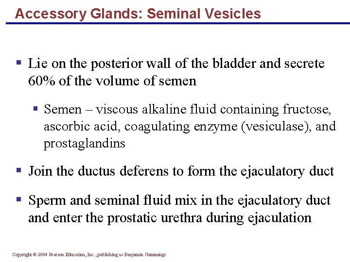 Accessory Glands: Seminal Vesicles § Lie on the posterior wall of the bladder and