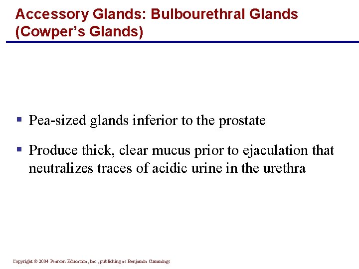 Accessory Glands: Bulbourethral Glands (Cowper’s Glands) § Pea-sized glands inferior to the prostate §