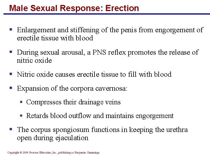 Male Sexual Response: Erection § Enlargement and stiffening of the penis from engorgement of