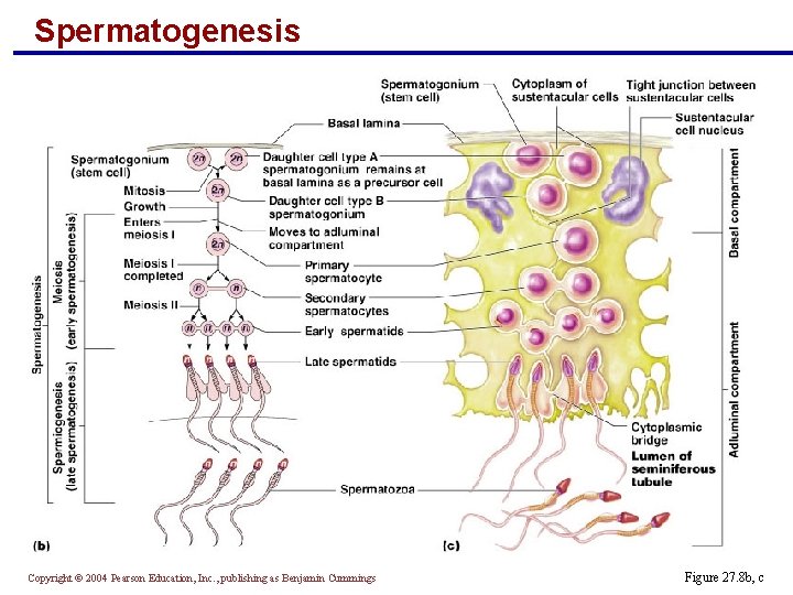 Spermatogenesis Copyright © 2004 Pearson Education, Inc. , publishing as Benjamin Cummings Figure 27.