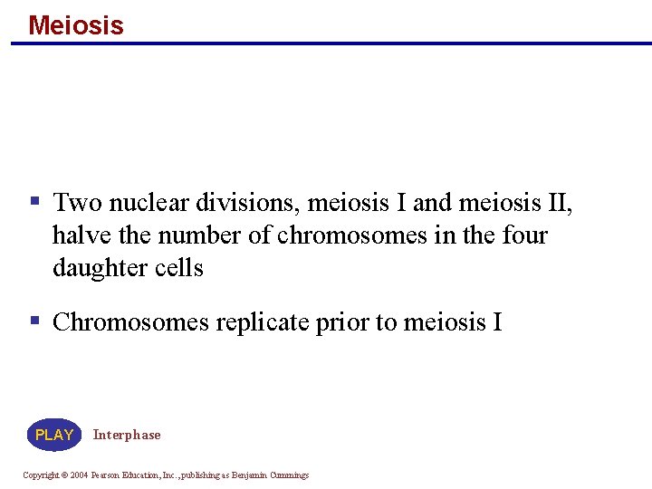 Meiosis § Two nuclear divisions, meiosis I and meiosis II, halve the number of