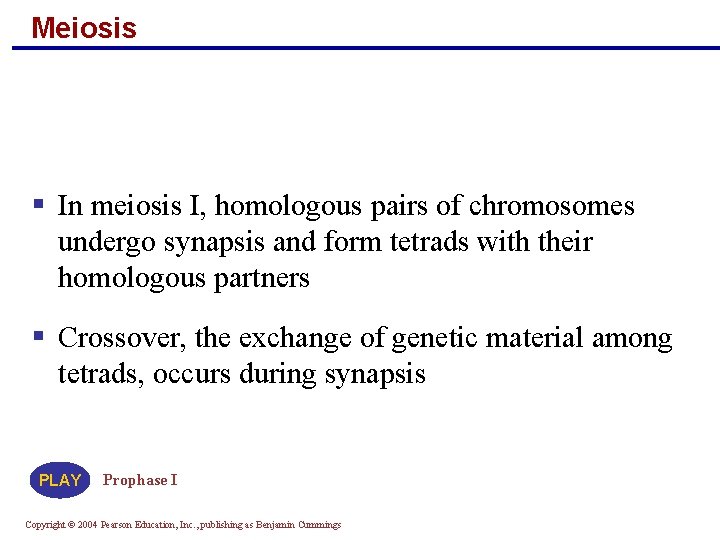 Meiosis § In meiosis I, homologous pairs of chromosomes undergo synapsis and form tetrads