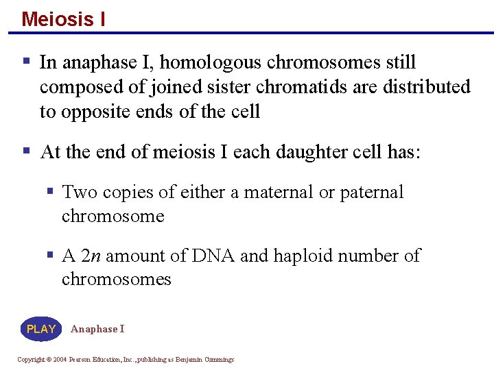 Meiosis I § In anaphase I, homologous chromosomes still composed of joined sister chromatids