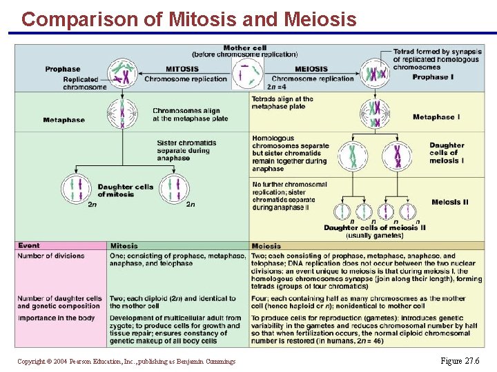 Comparison of Mitosis and Meiosis Copyright © 2004 Pearson Education, Inc. , publishing as