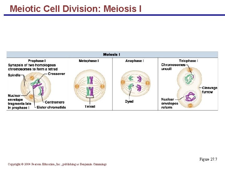 Meiotic Cell Division: Meiosis I Figure 27. 7 Copyright © 2004 Pearson Education, Inc. Meiotic Cell Division: Meiosis I Figure 27. 7 Copyright © 2004 Pearson Education, Inc.
