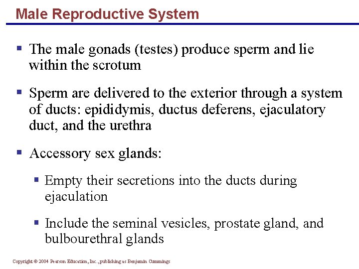 Male Reproductive System § The male gonads (testes) produce sperm and lie within the