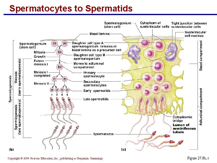 Spermatocytes to Spermatids Copyright © 2004 Pearson Education, Inc. , publishing as Benjamin Cummings