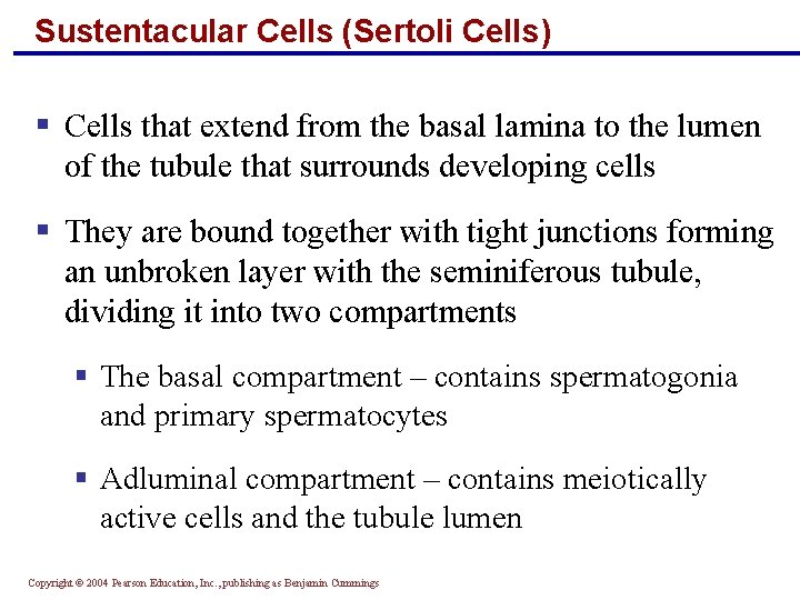 Sustentacular Cells (Sertoli Cells) § Cells that extend from the basal lamina to the