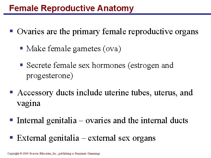 Female Reproductive Anatomy § Ovaries are the primary female reproductive organs § Make female