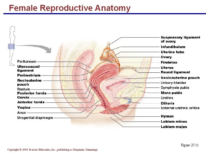 Female Reproductive Anatomy Figure 27. 11 Copyright © 2004 Pearson Education, Inc. , publishing