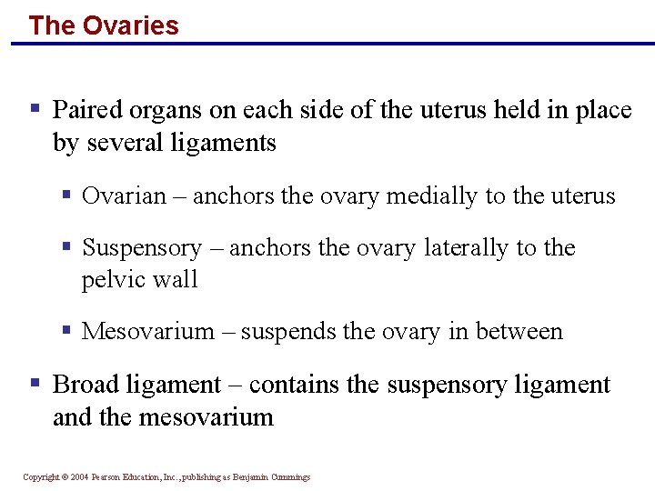 The Ovaries § Paired organs on each side of the uterus held in place