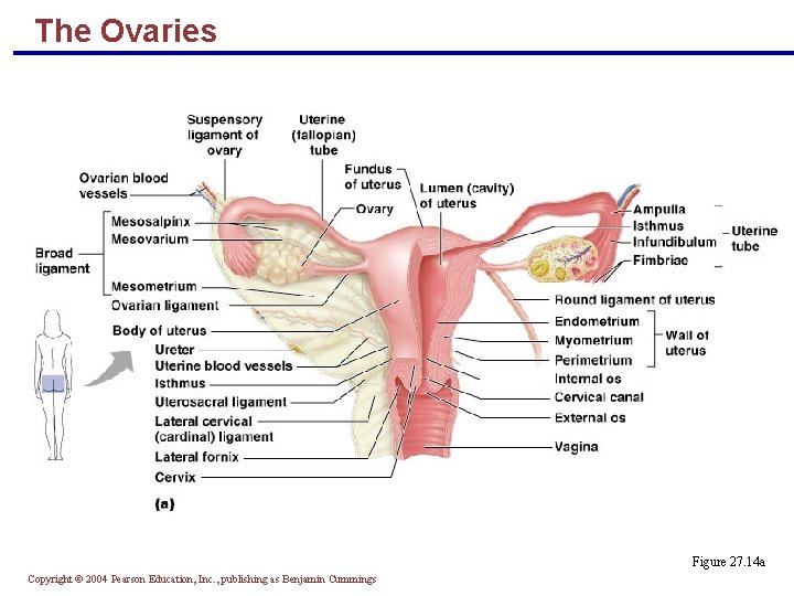 The Ovaries Figure 27. 14 a Copyright © 2004 Pearson Education, Inc. , publishing