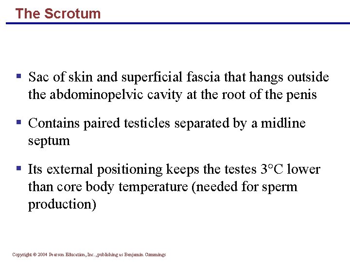 The Scrotum § Sac of skin and superficial fascia that hangs outside the abdominopelvic