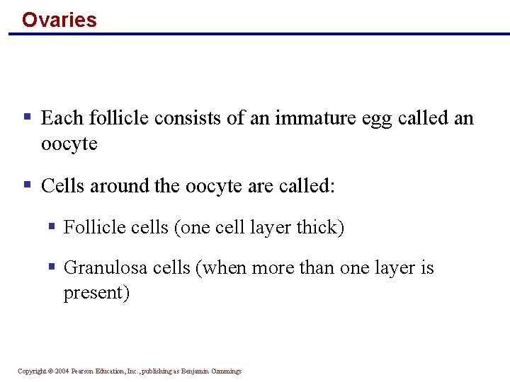 Ovaries § Each follicle consists of an immature egg called an oocyte § Cells