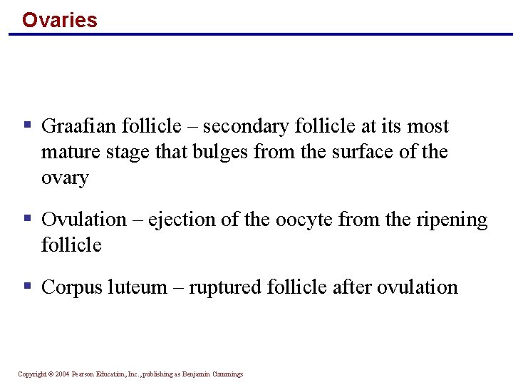 Ovaries § Graafian follicle – secondary follicle at its most mature stage that bulges