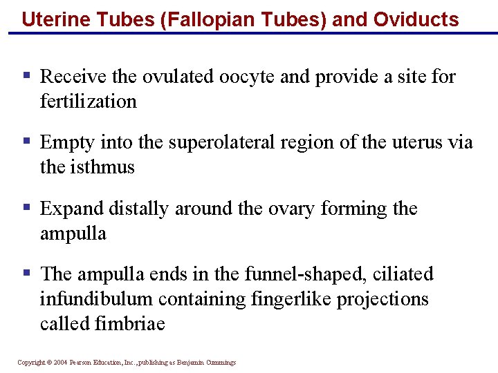 Uterine Tubes (Fallopian Tubes) and Oviducts § Receive the ovulated oocyte and provide a