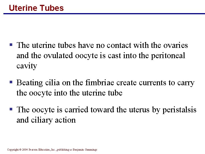 Uterine Tubes § The uterine tubes have no contact with the ovaries and the
