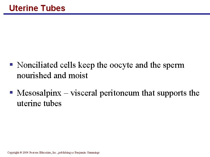 Uterine Tubes § Nonciliated cells keep the oocyte and the sperm nourished and moist