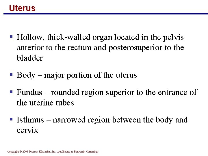 Uterus § Hollow, thick-walled organ located in the pelvis anterior to the rectum and