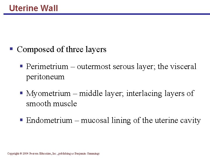 Uterine Wall § Composed of three layers § Perimetrium – outermost serous layer; the