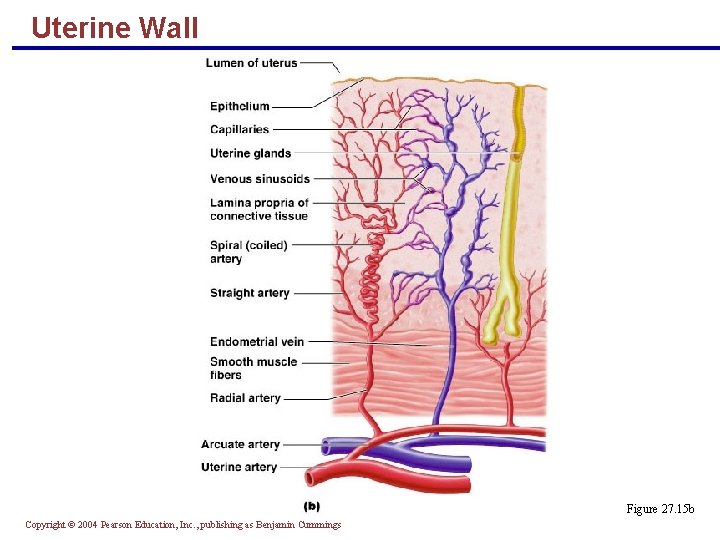 Uterine Wall Figure 27. 15 b Copyright © 2004 Pearson Education, Inc. , publishing