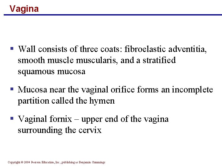 Vagina § Wall consists of three coats: fibroelastic adventitia, smooth muscle muscularis, and a