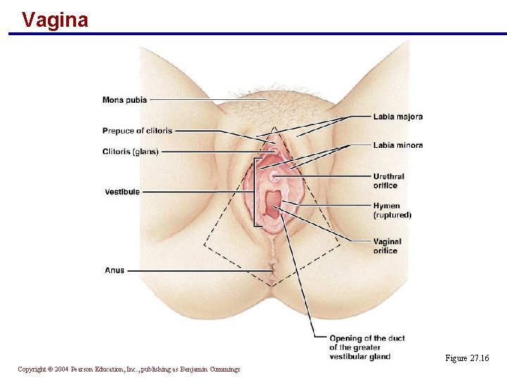 Vagina Figure 27. 16 Copyright © 2004 Pearson Education, Inc. , publishing as Benjamin