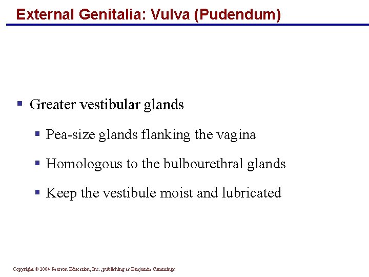 External Genitalia: Vulva (Pudendum) § Greater vestibular glands § Pea-size glands flanking the vagina