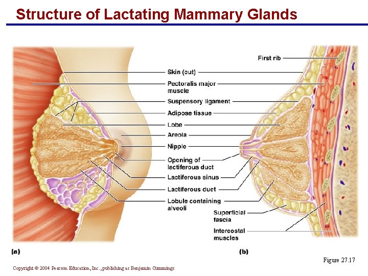 Structure of Lactating Mammary Glands Figure 27. 17 Copyright © 2004 Pearson Education, Inc.