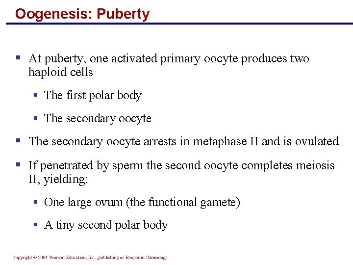 Oogenesis: Puberty § At puberty, one activated primary oocyte produces two haploid cells §
