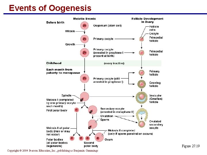 Events of Oogenesis Figure 27. 19 Copyright © 2004 Pearson Education, Inc. , publishing