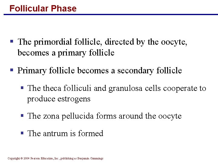 Follicular Phase § The primordial follicle, directed by the oocyte, becomes a primary follicle