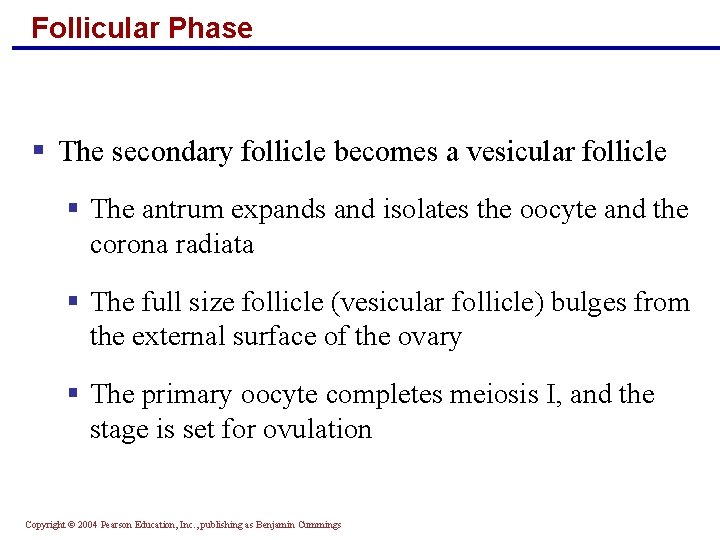Follicular Phase § The secondary follicle becomes a vesicular follicle § The antrum expands