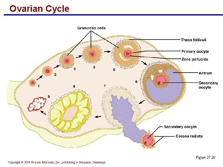 Ovarian Cycle Figure 27. 20 Copyright © 2004 Pearson Education, Inc. , publishing as