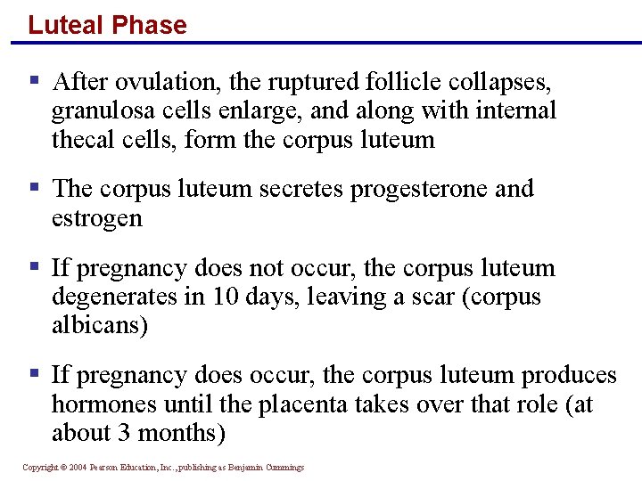 Luteal Phase § After ovulation, the ruptured follicle collapses, granulosa cells enlarge, and along
