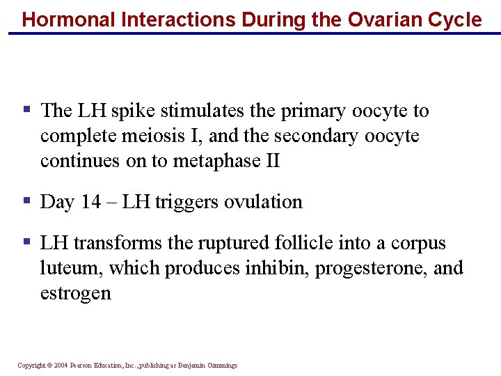 Hormonal Interactions During the Ovarian Cycle § The LH spike stimulates the primary oocyte