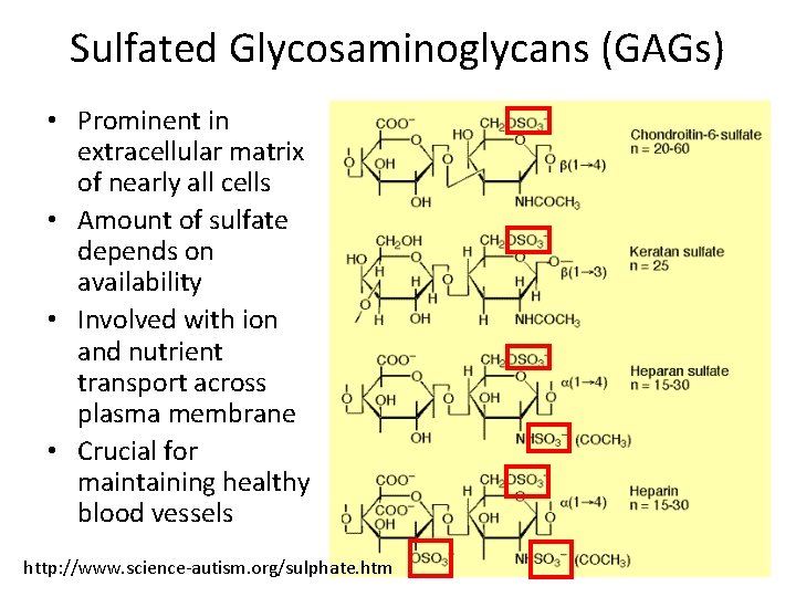 Sulfated Glycosaminoglycans (GAGs) • Prominent in extracellular matrix of nearly all cells • Amount Sulfated Glycosaminoglycans (GAGs) • Prominent in extracellular matrix of nearly all cells • Amount