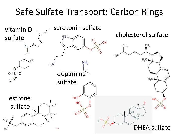 Safe Sulfate Transport: Carbon Rings vitamin D sulfate serotonin sulfate cholesterol sulfate dopamine sulfate Safe Sulfate Transport: Carbon Rings vitamin D sulfate serotonin sulfate cholesterol sulfate dopamine sulfate