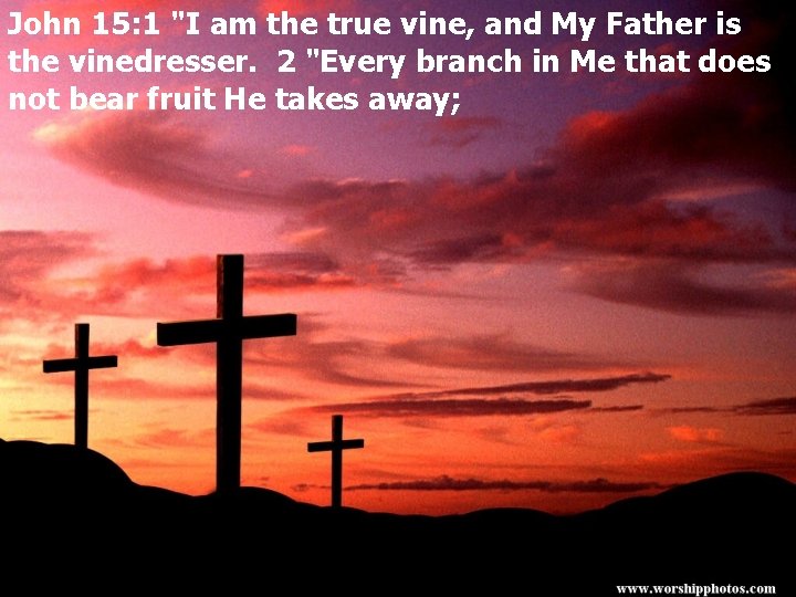 John 15: 1 "I am the true vine, and My Father is the vinedresser.