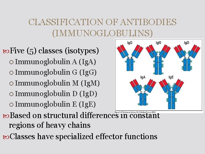CLASSIFICATION OF ANTIBODIES (IMMUNOGLOBULINS) Five (5) classes (isotypes) Immunoglobulin A (Ig. A) Immunoglobulin G
