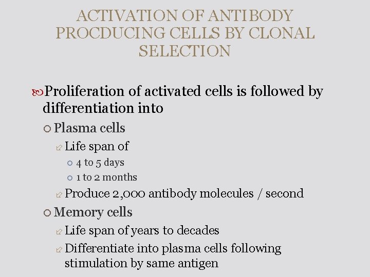 ACTIVATION OF ANTIBODY PROCDUCING CELLS BY CLONAL SELECTION Proliferation of activated cells is followed