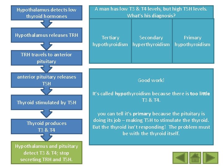 Hypothalamus detects low thyroid hormones A man has low T 3 & T 4