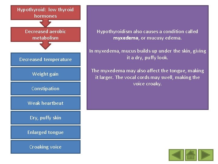 Hypothyroid: low thyroid hormones Decreased aerobic metabolism Hypothyroidism also causes a condition called myxedema,