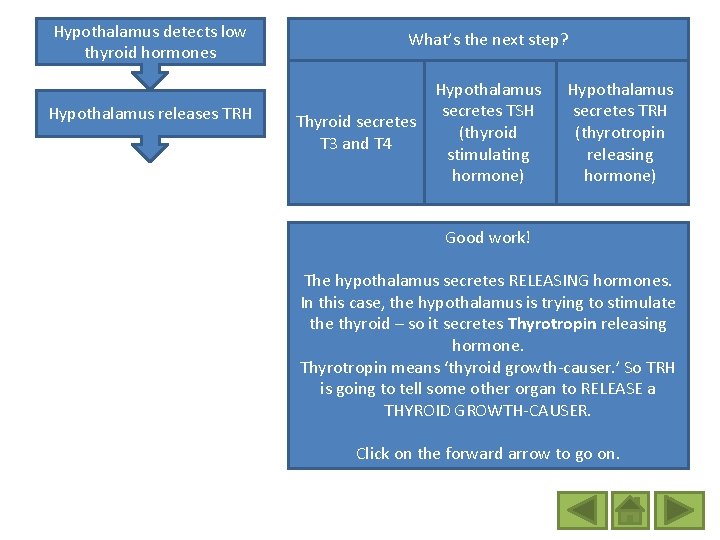 Hypothalamus detects low thyroid hormones Hypothalamus releases TRH What’s the next step? Thyroid secretes