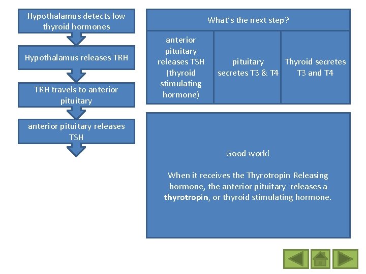 Hypothalamus detects low thyroid hormones Hypothalamus releases TRH travels to anterior pituitary What’s the