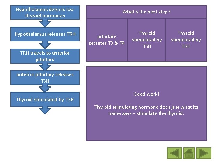 Hypothalamus detects low thyroid hormones Hypothalamus releases TRH What’s the next step? pituitary secretes