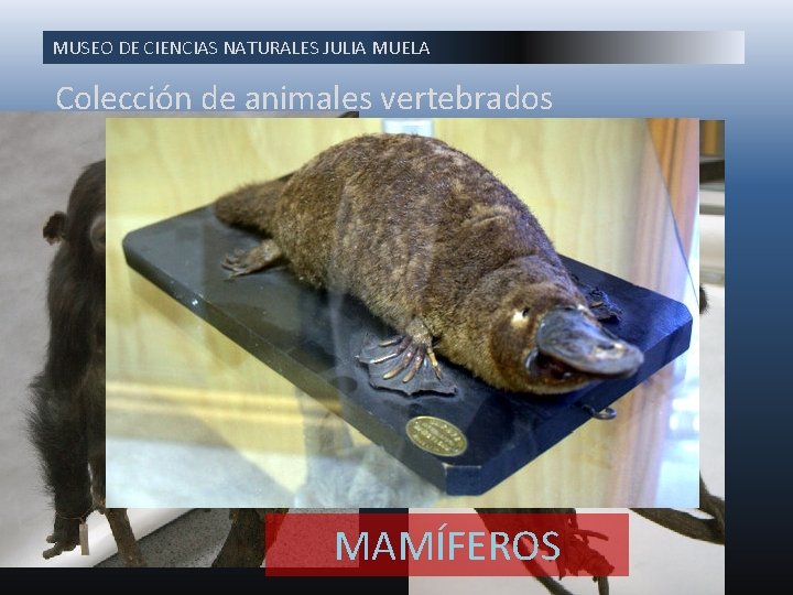 MUSEO DE CIENCIAS NATURALES JULIA MUELA Colección de animales vertebrados MAMÍFEROS 