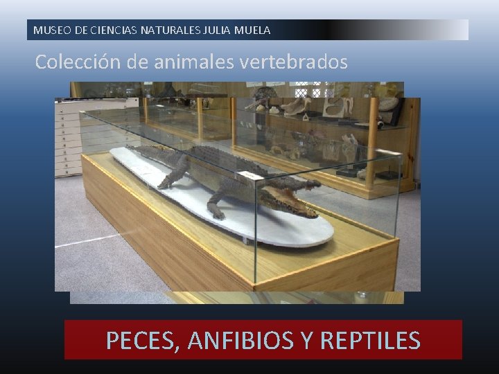 MUSEO DE CIENCIAS NATURALES JULIA MUELA Colección de animales vertebrados PECES, ANFIBIOS Y REPTILES