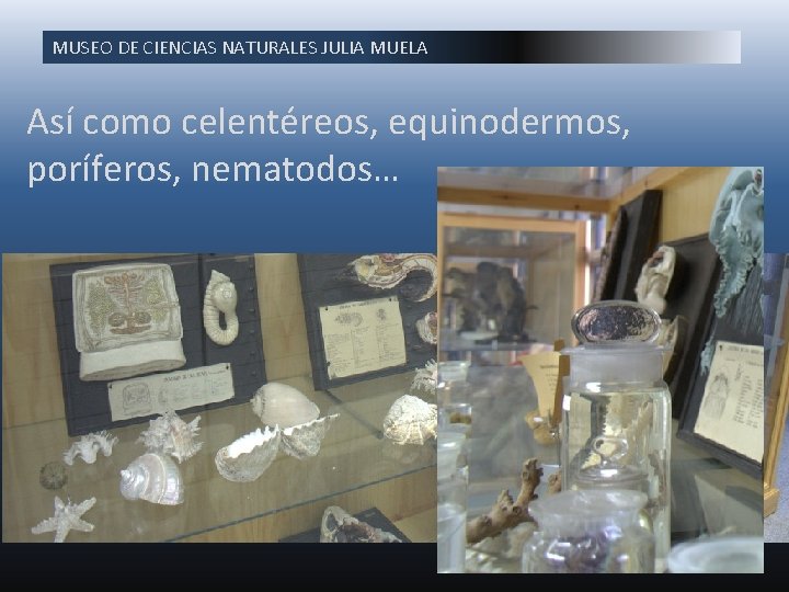 MUSEO DE CIENCIAS NATURALES JULIA MUELA Así como celentéreos, equinodermos, poríferos, nematodos… 